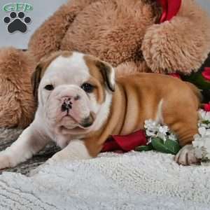 Earl, English Bulldog Puppy